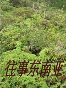 闯入缅北的一群人 闯入缅北的一群人